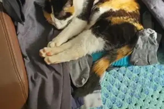 Animaux perdus Montpellier, photo: Chat européen calico perdu à Montpellier