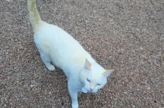 Chat Siamois mâle disparu à Roanne - photo