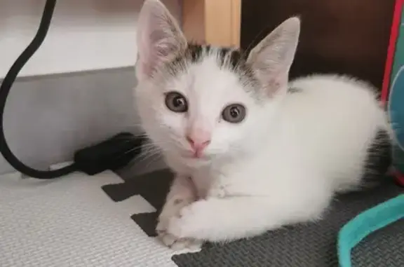 Chaton noir et blanc trouvé à Bréviandes - photo
