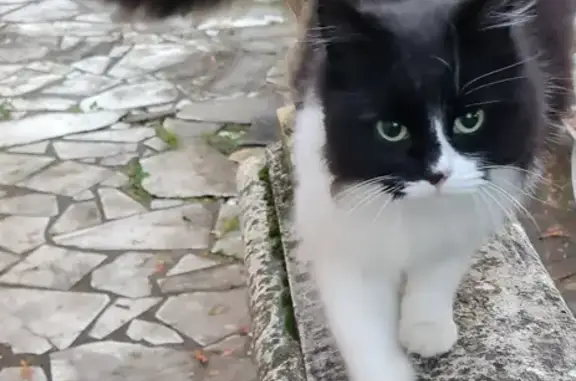 Animaux perdus Liancourt, photo: Chatte noire et blanche perdue à Liancourt