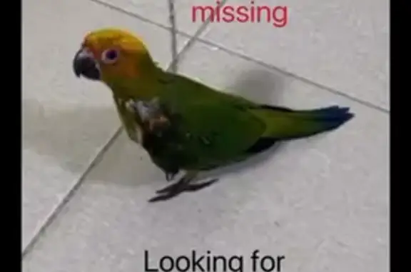 Lost Sun Conure in Bukit Batok - Help Needed!