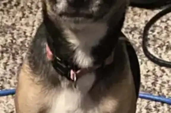 Lost Teacup Chihuahua: Sassy, 4 Yrs Old