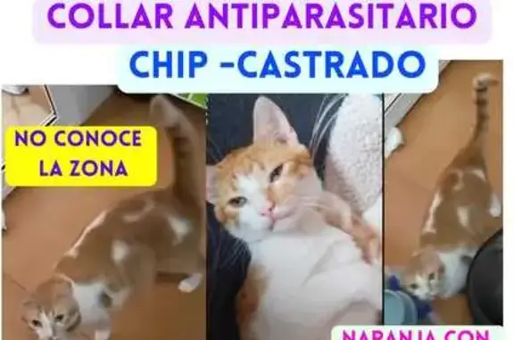 Gato Asustado Perdido en San Agustín