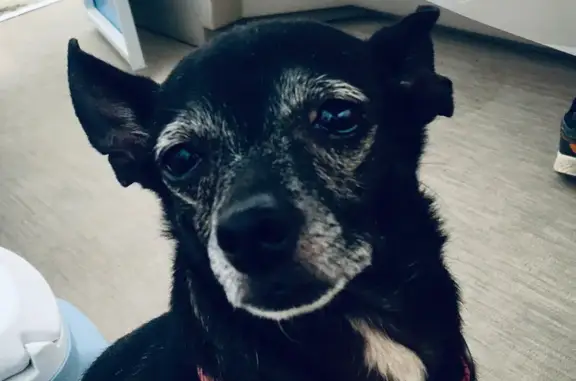 Lost Black Chihuahua - Tina, Scared, Kingston