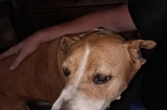 Sweet Older Dog Found on East Greensburg Rd