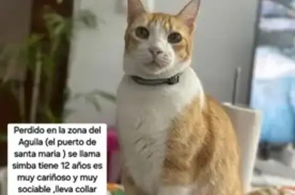 ¡Ayuda! Gato Naranja de 12 Años Perdido