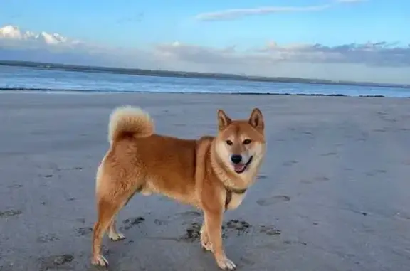 Animaux perdus Lieurey, photo: Shiba mâle perdu, harnais rouge, Lieurey
