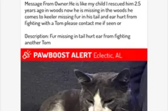 Lost Tuxedo Cat in Eclectic, AL - Help!