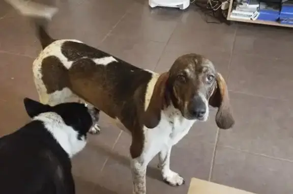 Chien retrouvé à 23h, Route de Salles - photo