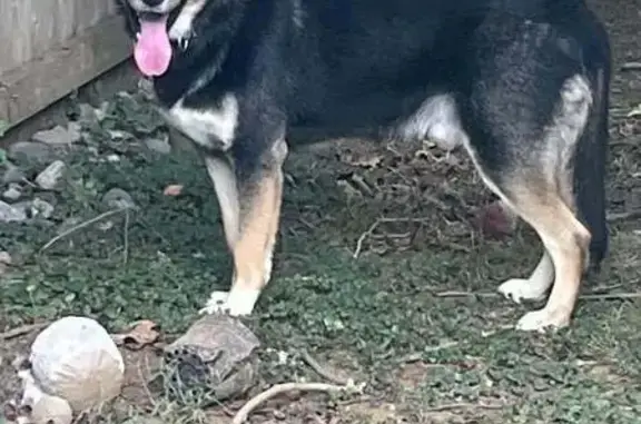 Friendly Dog Found on Creek Rd, Yorklyn DE