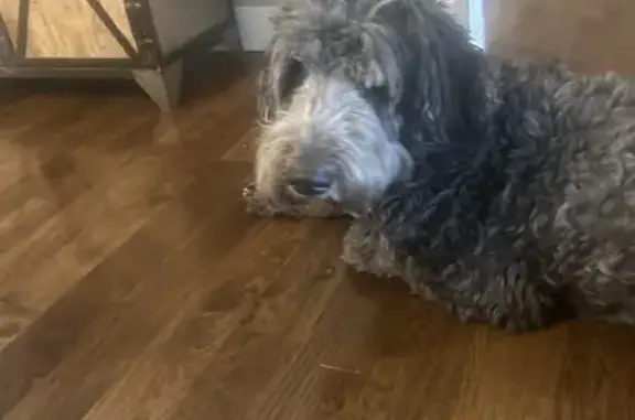 Lost Sheepadoodle on Woodchest St. 7531