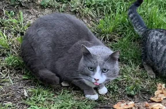 Animaux trouvés , photo: Chat trouvé à Rye, Route de Sergenaux 1