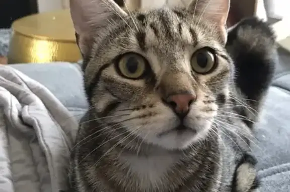 Animaux perdus Boulogne-sur-Mer, photo: Chat tigré mâle 1 an disparu à Boulogne