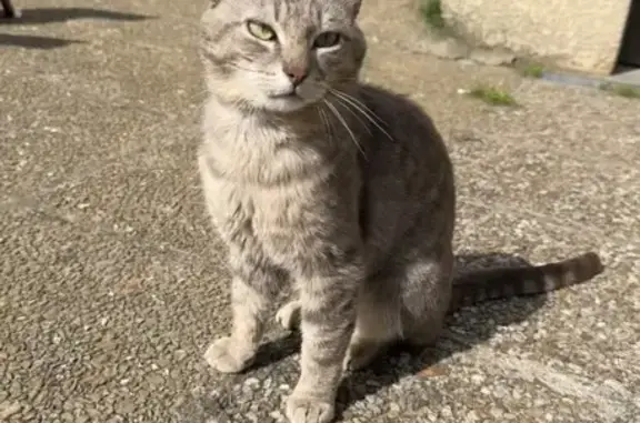 Chat perdu, Souppes-sur-Loing, photo: Chat gris mâle perdu à Souppes-sur-Loing