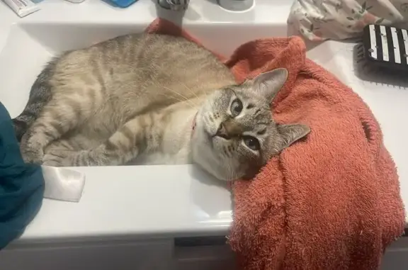 Gatos perdidos, , foto: ¡Ayuda! Gata Amada Perdida en Santa Fe