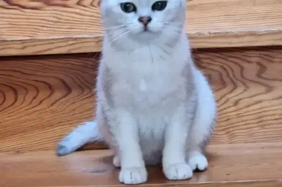 Animaux perdus Capbreton, photo: Chat perdu, Allée Bonamour 7, Capbreton