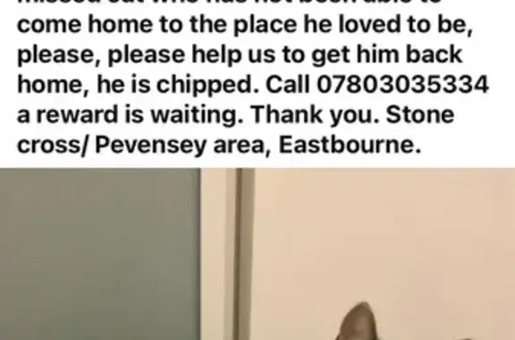 Lost Tabby Cat: 3-Yr-Old Male in Stone Cross