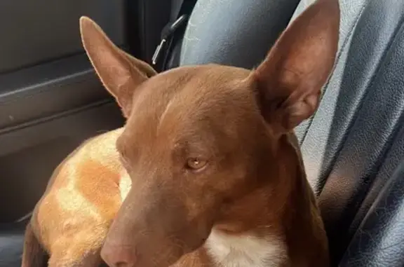 ¡Perdido! Joven Podenco Andaluz en Mula