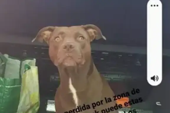 ¡URGENTE! Luna, Pitbull Canela, Perdida en Murcia