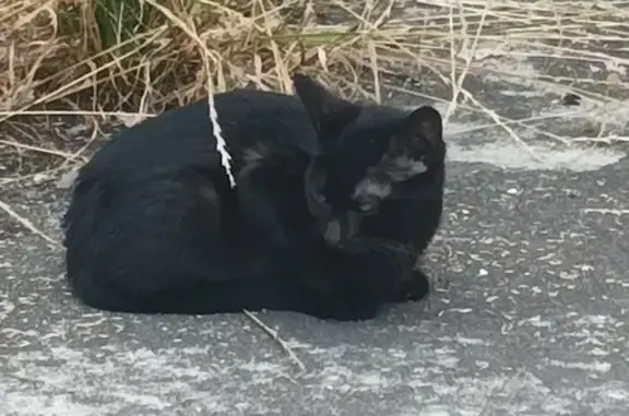Chat trouvé Marmande, photo: Chat noir trouvé, jeune et méfiant à Marmande
