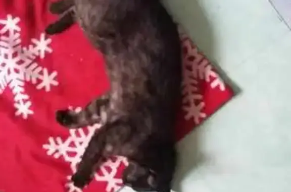 Chat perdu, Goudelin, photo: Chatte de 10 ans disparue à Goudelin