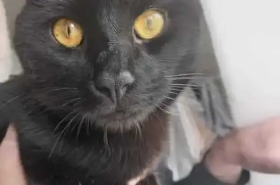 Animaux perdus Beauvais, photo: Chat noir perdu avec collier gris à Beauvais