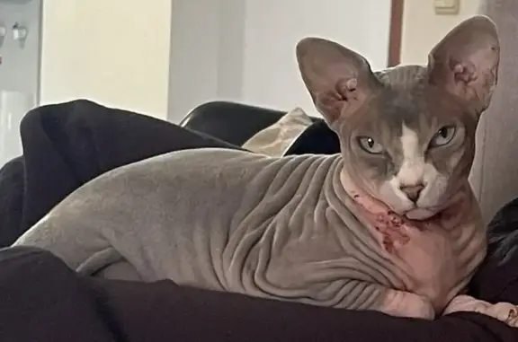 Gato encontrado , foto: ¡Ayuda! Gata Sphynx Herida Perdida en Castellbisbal
