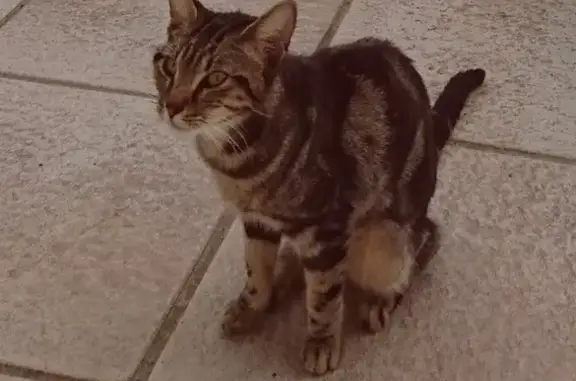 Chat errant sociable trouvé à Saint-Georges - photo