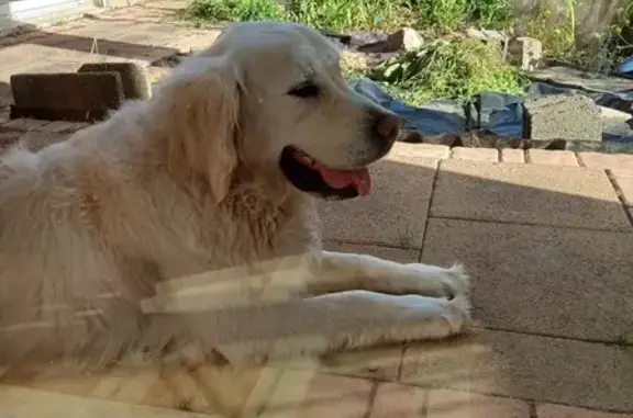 Animaux trouvés Briollay, photo: Golden Retriever trouvé à Briollay