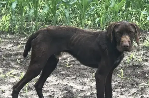 Chien mâle marron trouvé à Haut-Mauco - photo