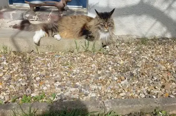 Animaux perdus , photo: Chat Main Coon perdu le 6 juillet 2024