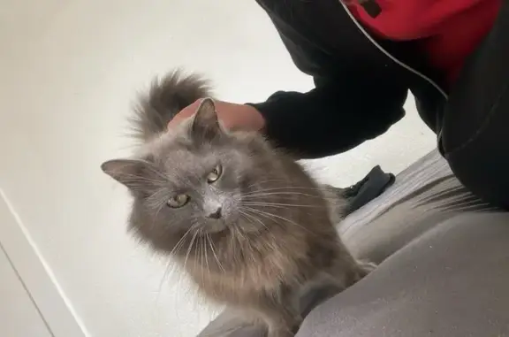 Chat perdu à Luçon : contactez 0646396981 - photo