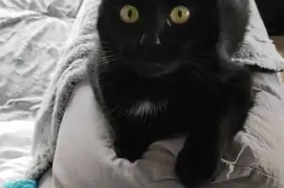 Animaux perdus , photo: Chat noir perdu, tâches blanches - Rue des Acacias