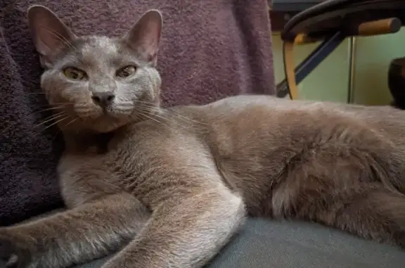 Chat trouvé rue Lombard, Bordeaux - photo