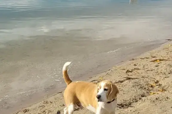 Chien perdu Niederhausbergen, photo : Beagle crème/blanc perdu à Niederhausbergen