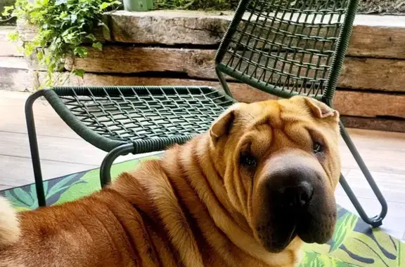 Chienne Sharpei 2 ans perdue à Arlay (Jura) - photo