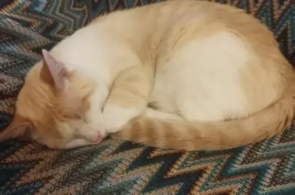 Chat perdu, , photo: Chat mâle non castré disparu à Château-Gontier