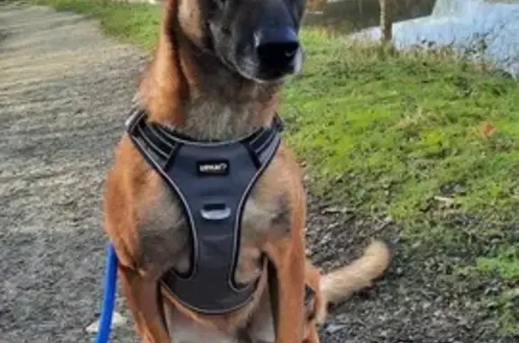Chien perdu Noyal-sur-Vilaine, photo : Malinois perdu à Noyal-sur-Vilaine