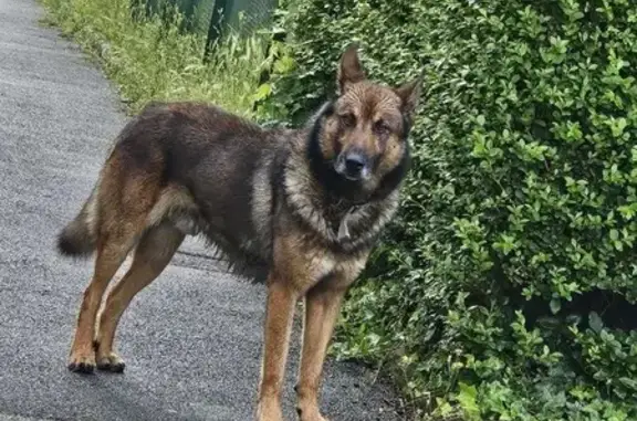 Chien trouvé Fraisses, photo: Berger allemand tricolore trouvé à Fraisses