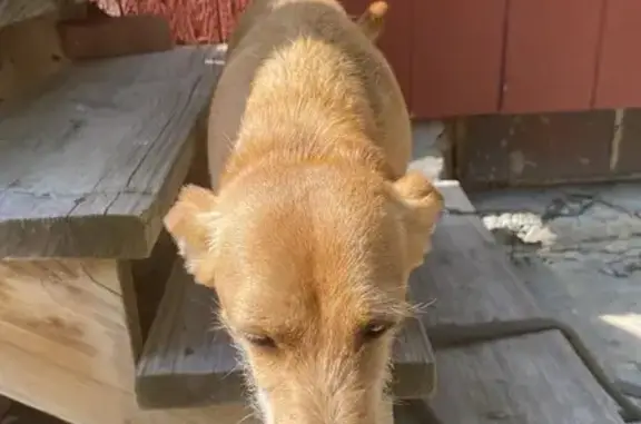 Friendly Male Dog Found on N 11th St, KC