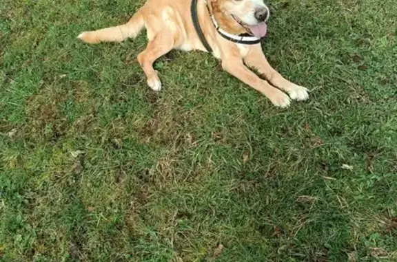 Labrador blanc perdu, difficulté à marcher, Essert - photo