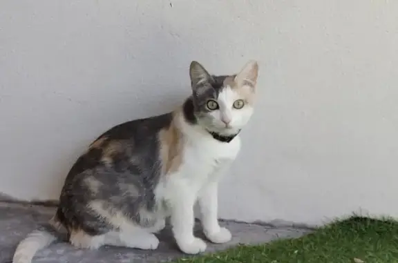 Gatita Miedosa Perdida en Meco - ¡Ayuda!