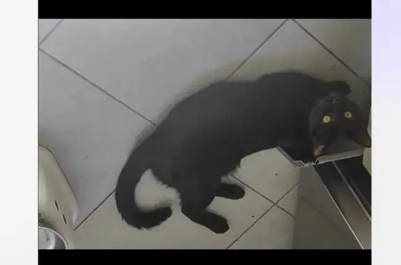 Chat noir d'un an perdu à Saint-Lys - photo