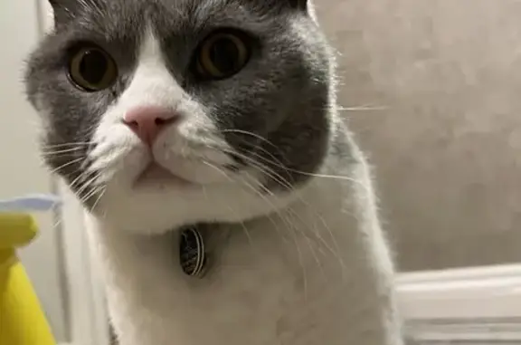 Urgent: Missing Cat Theo Needs Meds!