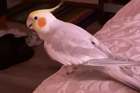 Lost Cockatiel: White/Grey, Yellow Crest, Fairfield