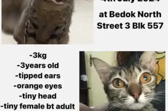 Lost Cat: Kakak, Brown/Black Stripes, Bedok