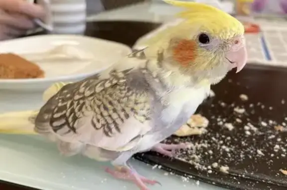 Lost Yellow Cockatiel in Sawtell Area - Help!