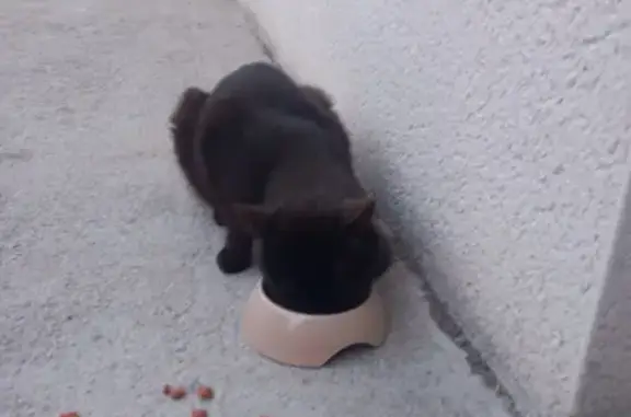 Chat Affamé et Maigre Trouvé Rue du Lavoir - photo
