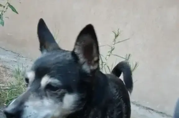 Petit chien mâle trouvé avec laisse à 5h30 - photo