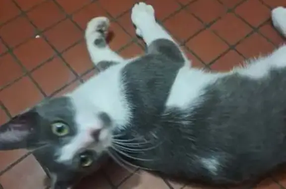 Chaton gris trouvé à Nantes, recherche propriétaire - photo